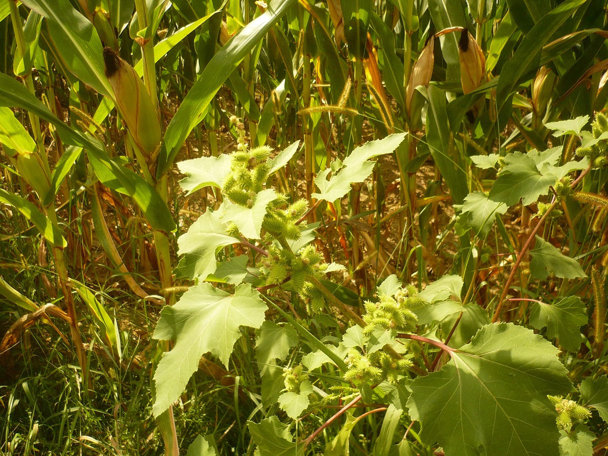Xanthium orientale subsp. italicum (Asteraceae)